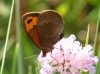 Erebia zapateri Erebia zapateri