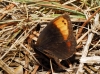 Erebia zapateri Erebia zapateri