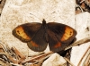 Erebia zapateri Erebia zapateri
