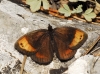 Erebia zapateri Erebia zapateri
