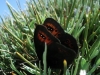 Erebia triaria Erebia triaria