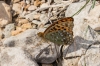 Fabriciana adippe Fabriciana adippe