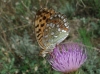 Fabriciana adippe Fabriciana adippe