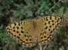 Fabriciana adippe Fabriciana adippe