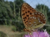 Fabriciana adippe Fabriciana adippe