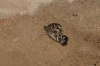 Hipparchia fidia Hipparchia fidia