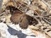 Hipparchia fidia Hipparchia fidia