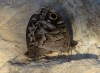 Hipparchia fidia Hipparchia fidia