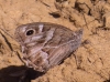Hipparchia fidia Hipparchia fidia