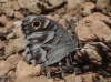 Hipparchia fidia Hipparchia fidia