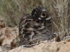 Hipparchia fidia Hipparchia fidia