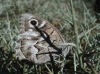 Hipparchia fidia Hipparchia fidia