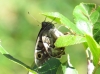 Hipparchia fidia Hipparchia fidia