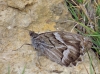 Hipparchia fidia Hipparchia fidia