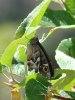 Hipparchia fidia Hipparchia fidia