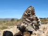 Hipparchia fidia Hipparchia fidia