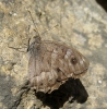 Hipparchia fidia Hipparchia fidia