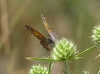 Hyponephele lupinus Hyponephele lupinus