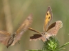 Hyponephele lupinus Hyponephele lupinus