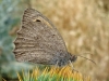 Hyponephele sp. Hyponephele sp.