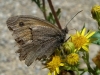 Hyponephele sp. Hyponephele sp.