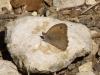 Hyponephele sp. Hyponephele sp.