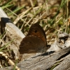 Hyponephele sp. Hyponephele sp.