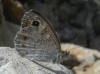 Lasiommata maera Lasiommata maera
