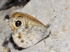 Lasiommata maera Lasiommata maera