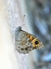 Lasiommata maera Lasiommata maera