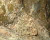 Lasiommata megera Lasiommata megera