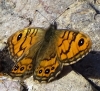 Lasiommata megera Lasiommata megera