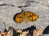 Lasiommata megera Lasiommata megera