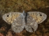 Lasiommata megera Lasiommata megera