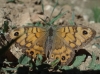 Lasiommata megera Lasiommata megera