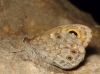 Lasiommata megera Lasiommata megera