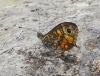 Lasiommata megera Lasiommata megera