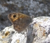 Lasiommata megera