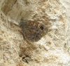 Lasiommata megera Lasiommata megera