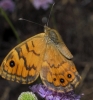 Lasiommata megera Lasiommata megera