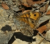 Lasiommata megera Lasiommata megera