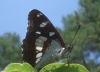 Limenitis reducta Limenitis reducta