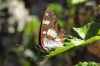 Limenitis reducta Limenitis reducta