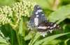Limenitis reducta Limenitis reducta