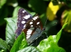 Limenitis reducta Limenitis reducta