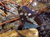 Limenitis reducta Limenitis reducta