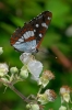 Limenitis reducta Limenitis reducta