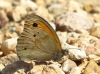 Maniola jurtina Maniola jurtina