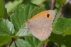 Maniola jurtina Maniola jurtina