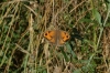 Maniola jurtina Maniola jurtina